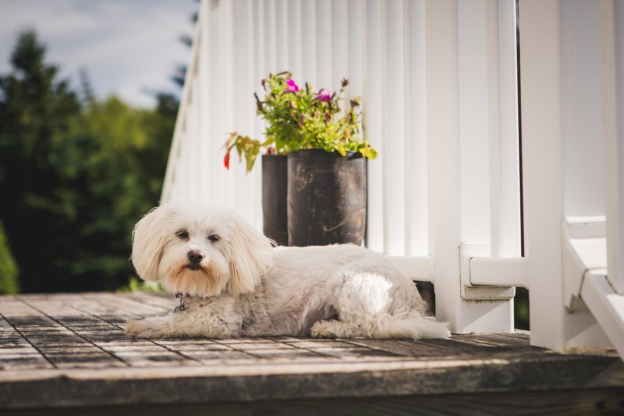 Abbie'S Garden Bed & Breakfast Bed and Breakfast Grand Bank Εξωτερικό φωτογραφία